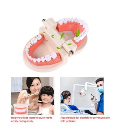 FGXY Standard Tooth Model - Educational Dental Model for Kids | Ideal for Dentists & Hospitals | Enhance Brushing Techniques - Buy Online on GoSupps.com