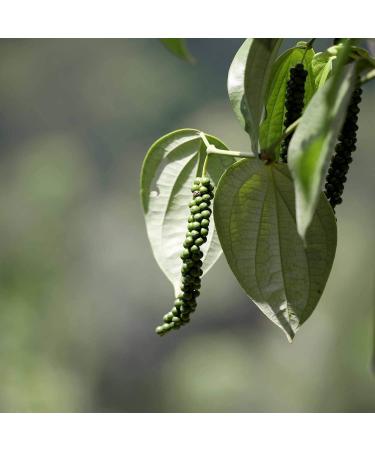 Organic Black Pepper Whole - Premium Rasavat Pepper from Sri Lanka | 250g - Pfefferdieb - Buy Online on GoSupps.com