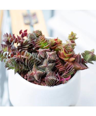 Crassula Pagoda Village 4 inch | Unique Live Succulent Collection | Fully Rooted Indoor House Plant - Buy Online on GoSupps.com
