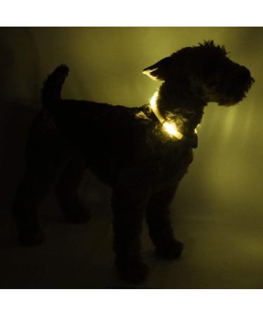 Leuchtie Light Neck Band for Dogs - Waterproof LED Collar USB Charging 25h Luminous Bright Sun Yellow for Small Medium and Large Breeds - Buy Online on GoSupps.com