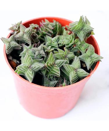Crassula Pagoda Village 4 inch | Unique Live Succulent Collection | Fully Rooted Indoor House Plant - Buy Online on GoSupps.com