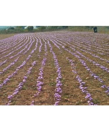  AP PASION POR EL AZAFRAN Box of 18 units x 2 g Azafran Heroes Made in Spain Supreme Class I (ISO 3632-2) Great Flavour and Colour (18 x 2 g) - Buy Online on GoSupps.com