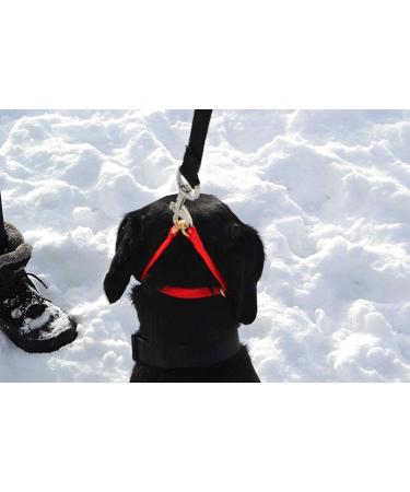 K9 Bridle - to stop your dog pulling (Medium Black) Medium Black - Buy Online on GoSupps.com