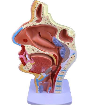 Mouth Nose Throat Pharynx Education Human Body ENT Model Study Model Pathology Nose Throat Model Enlarge The ical Model of Human Organs A+a