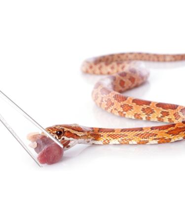 BOXOB Reptile Feeding Tongs 15 Inch Extra Long Snake Feeding Tongs Non-Skidding Easy-Grip Tweezers Accessory for Terrarium Reptile Vivarium Corn Ball Python Axolotl Bearded Dragon Supplies - Buy Online on GoSupps.com