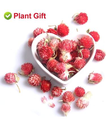 PlantGift Dried Red Artful Plum Tea 30G/1oz - Gluten-Free Non-GMO Dried Flowers Herbs Kit for Bath Soap Making Dry Flowers - Buy Online on GoSupps.com