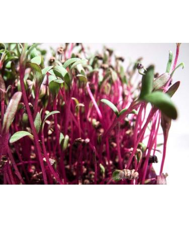 Country Creek Acres Beet Sprouting Seeds 2 lbs - Non GMO, High Germination for Microgreens, Juicing, Gardening - Hydroponics & Salad Sprouts - Buy Online on GoSupps.com