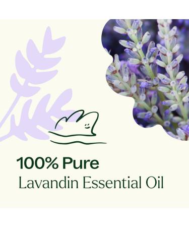 Plant Therapy Lavandin Essential Oil 100 mL (3.3 oz) 100% Pure Undiluted Therapeutic Grade 3.3 Fl Oz (Pack of 1) - Buy Online on GoSupps.com