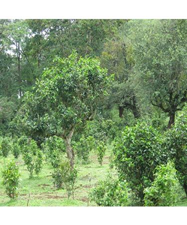 Bestnote Chinese Yunnan Puer Tea 500g Premium Ripe Pu'er Black Tea | Healthy Mature Puerh Tea for Wellness - Buy Online on GoSupps.com