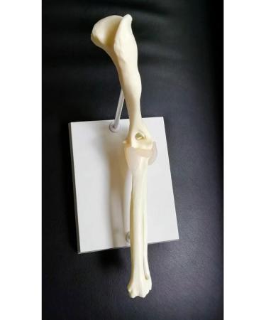 Dog Canine Elbow Joint Model Dog Joints Dog Elbow Normal Large Dog Elbow Joint Ligament Model Educational Tool for Veterinary Study Display Teaching Medical Model - Buy Online on GoSupps.com