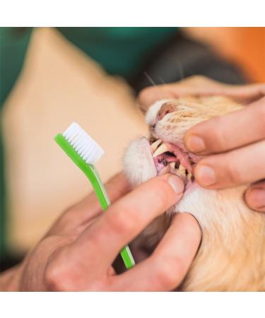 ORFOFE 36 Pcs Double Head Dog Toothbrush Pet Cleaning Toothbrush Dog Toothbrush Toothpaste Pet Stuff Pp - Buy Online on GoSupps.com