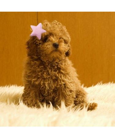 NA 10Pcs Dog Hair Bows Lovely Pets Hair Clips Dog Cat Puppy Grooming Pet Hair Accessory for Cats Dogs Kitten Puppies - Buy Online on GoSupps.com