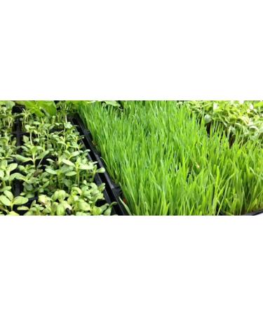 Organic Whole Barley Seeds for Barley Grass Juice & Sprouting - 8oz Resealable Pouch for Brewing & Malting - Buy Online on GoSupps.com