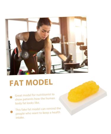 2pcs Fat Model Models Manikin Sugar Bowl 1 Pound Body Fat Replica Human Body Module - Buy Online on GoSupps.com