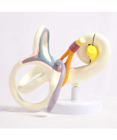 Labyrinth of Inner Ear Semicircular Canal Zoom in Model Cochlear Ossicle Ear Anatomical Model Human Otology - Buy Online on GoSupps.com