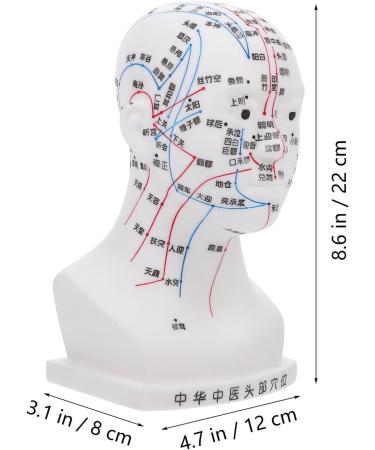 Frcolor Acupuncture Point Model - Realistic Medical Head Massage Aid for Schools & Hospitals | PVC Learning Tool 22x12x8cm - Buy Online on GoSupps.com