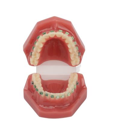 Orthodontic bracket model portable simulated safe dental orthodontic resin model for students in the hospital