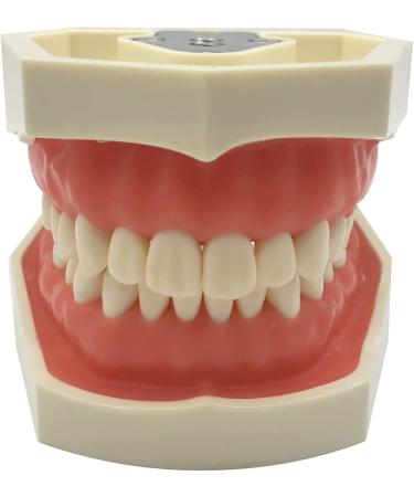 Vinbcorw Dental Care Model - 24 Removable Teeth for Adult Teaching (12x9.5 cm) - Ideal for Dentists & Educators - Buy Online on GoSupps.com