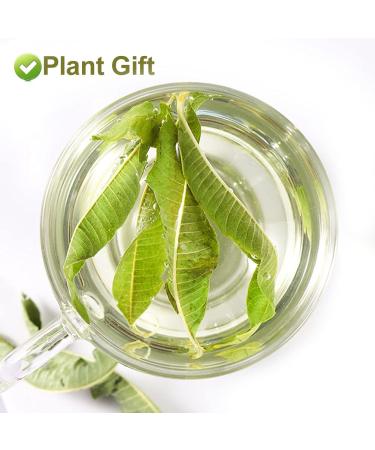 Organic Lemon Verbena Leaves 20G/0.7oz - GMO Free, Caffeine Free Herbal Tea - Buy Online on GoSupps.com