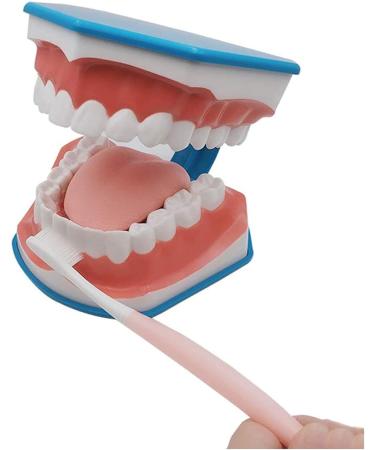 Large 6-Fold Dental Model for Kids - Ideal for Oral Care Lessons Tooth Brushing & Prosthesis Study - Buy Online on GoSupps.com