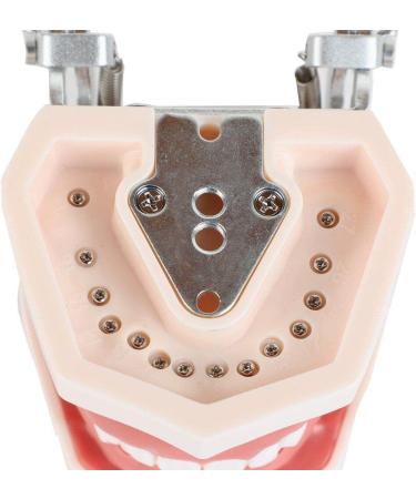 Wudaizhi Dental Model with Removable Teeth - Perfect for Teaching & Practice | International Shipping Available - Buy Online on GoSupps.com