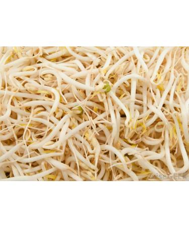 Mung Bean Seeds for Sprouting Microgreens 6 oz by COOL BEANS n SPROUTS | Antioxidant-Rich Superfood | Jacobs Ladder Ent - Buy Online on GoSupps.com