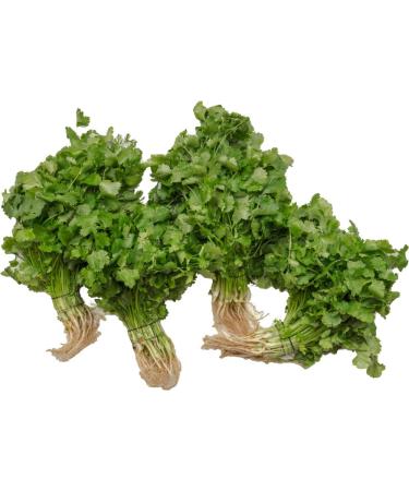 amorebio Coriander (1 x 6 pcs) 30 g (pack of 6)