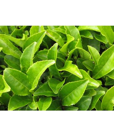 Seba Garden Loose Roasted Green Tea 1kg - Buy Online on GoSupps.com