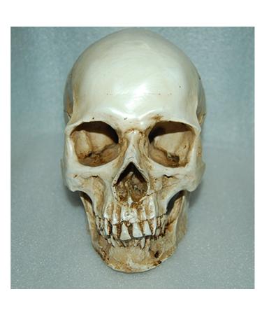 Lifesize 1:1 Human Skull Replica Resin Model - Anatomical Medical Skeleton by MagiDeal - Buy Online on GoSupps.com