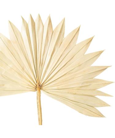 Vickerman Natural Botanicals 20" Natural Palm Sun Stem Real Preserved Foliage Stems Includes 12 Stems Per Pack - Buy Online on GoSupps.com