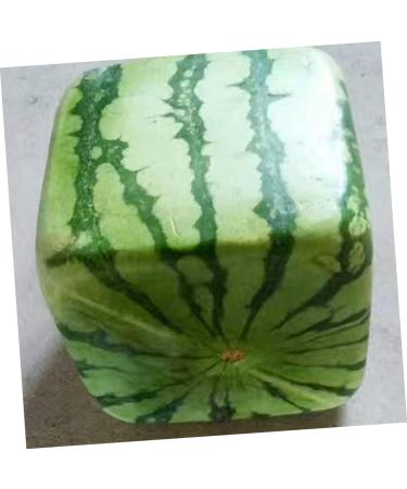 Uonlytech Watermelon Shaping Fruit Tools Pumpkin Growing Molds for Garden Vegetable Shaping Tool Watermelon Modeling Big Rod 15x15cm Transparent - Buy Online on GoSupps.com