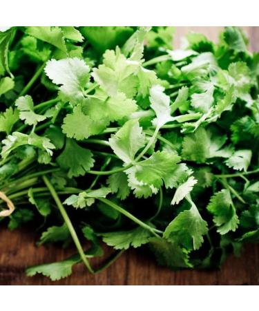 Luojuny Coriander Seeds 300pcs Coriander Seeds Garden Bonsai Nutritious Vegetable Flavor Cooking Plant Coriander Seeds - Buy Online on GoSupps.com