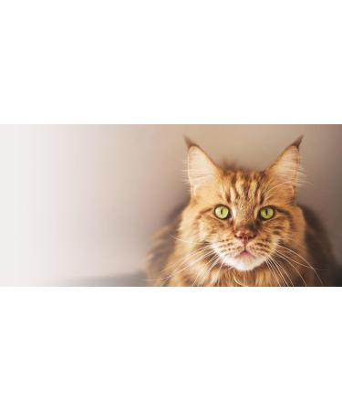 Vetfood Barfeed Taurine 150g - Supplement for Dogs & Cats | Supports Healthy Heart & Neurological System - Buy Online on GoSupps.com