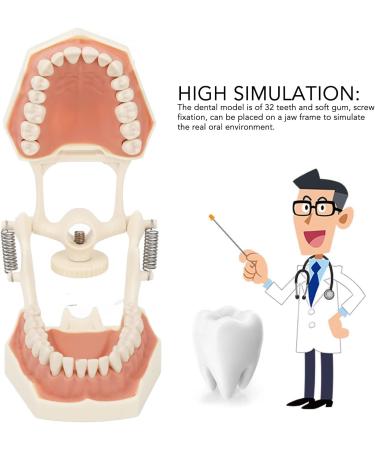 High-Scaled 32-Teeth Dental Model with Soft and Solid Gums for Training | Ideal for Dentists & Educators - Buy Online on GoSupps.com