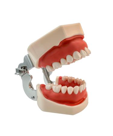 Teeth Soft Gum Phantom Head Study Model - 28 Removable Teeth & Cheek Simulation for Dental Education | International Shipping Available - Buy Online on GoSupps.com