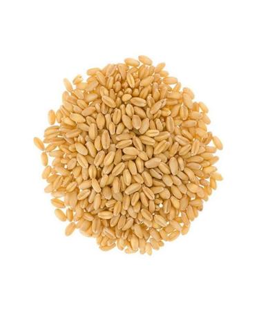 Soft White Wheat Berries 12 lbs - Non-GMO Project Verified, Kosher, USA Grown - Resealable Kraft Bag - Pack of 3 - Buy Online on GoSupps.com
