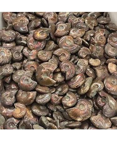 Natural Crystals Stone Ammonite Colorful 1pc Ornaments Chakra Reiki Balancing - Buy Online on GoSupps.com