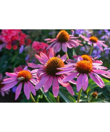 Hua Xian Zi Echinacea Purple Flower Seeds - 2000 Coneflower Seeds for International Shipping - Buy Online on GoSupps.com