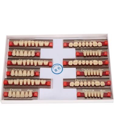 Professional Polished Synthetic Resin Tooth Model for Flawless Cleaning - Ideal for Learning and Study - Buy Online on GoSupps.com
