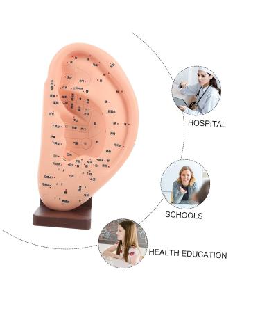 Solustre Ear Massage Model - Natural Size Human Ear Acupoint Tool with Base - Buy Online on GoSupps.com
