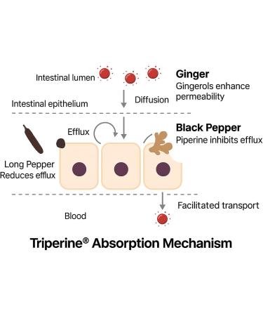 Shatavari & Beyond Liposomal Extract with Triperine | Ayurvedic Adaptogenic Herb for Hormonal Harmony & Reproductive Wellness | Vegan Non GMO Clinical Grade 120 Capsules Made in The USA* - Buy Online on GoSupps.com