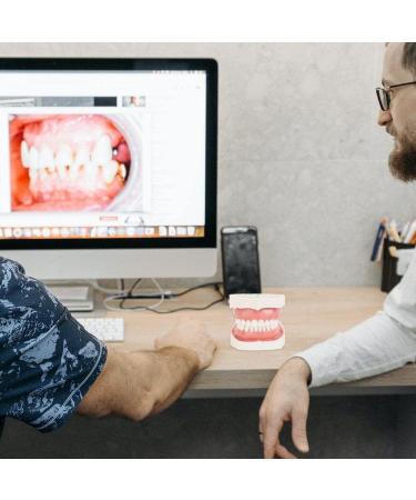 Wudaizhi Dental Model with Removable Teeth - Perfect for Teaching & Practice | International Shipping Available - Buy Online on GoSupps.com