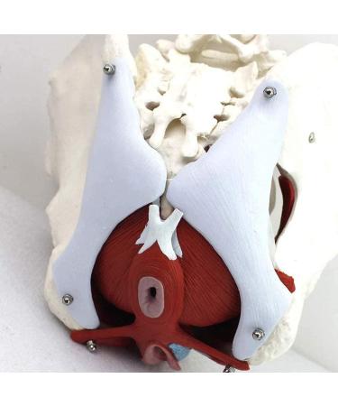 Life Size Female Pelvis Skeleton Model | Colored Pelvic Floor with Muscles | 4 Removable Parts for Nursing & Health Education - Buy Online on GoSupps.com