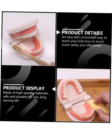 Buy Beavorty Learning Toothbrush Toys for Early Teething | Pedagogical Tooth Cleaning Model for Preschool - Buy Online on GoSupps.com