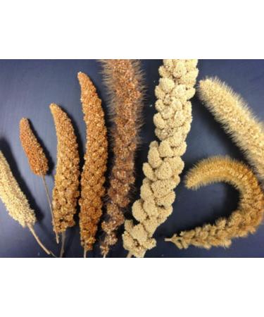 Organic Millet Whole Grain Seeds - USA Grown, Non-GMO, Gluten-Free - 1lb Pack - Buy Online on GoSupps.com
