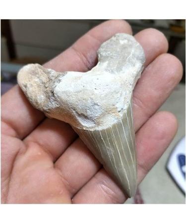 Stone Natural paleontological Tooth Natural Minerals Balance Gemstone Decoration Full of Texture - Buy Online on GoSupps.com