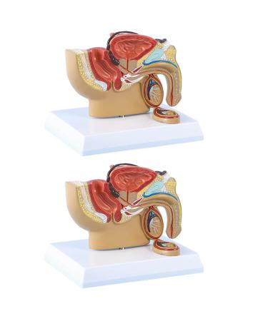 4X 1:2 Male Pelvic Sagittal Section Testicular Prostate Bladder Rectal Urinary System Model