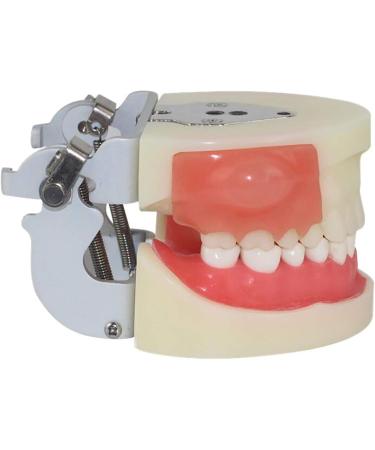 Life-Size Human Teeth & Abscess Model - Perfect for Student Teaching & Practice - Buy Online on GoSupps.com