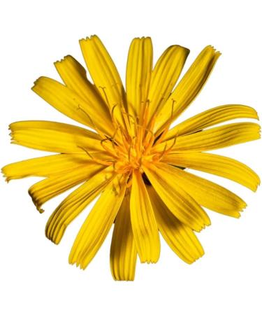 Vonderweid - Pilosella Alcohol Free Mother Tincture | Glycerin Macerate | Pilosella Drainage | Ultrasonic Extraction | Pilosella Hieracium Supplement | Vegan Alcohol Free | 100ml - Buy Online on GoSupps.com