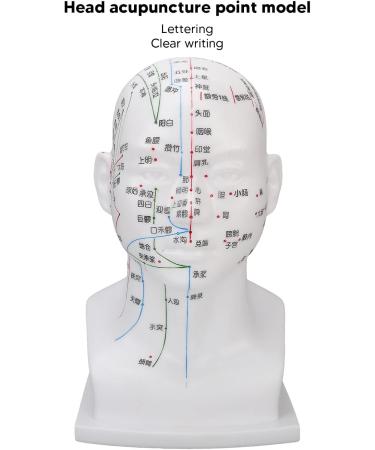 Acupuncture Point Head Model - 11.8 Inch PVC Facial Massage Meridians for Teaching & Learning - International Shipping Available - Buy Online on GoSupps.com